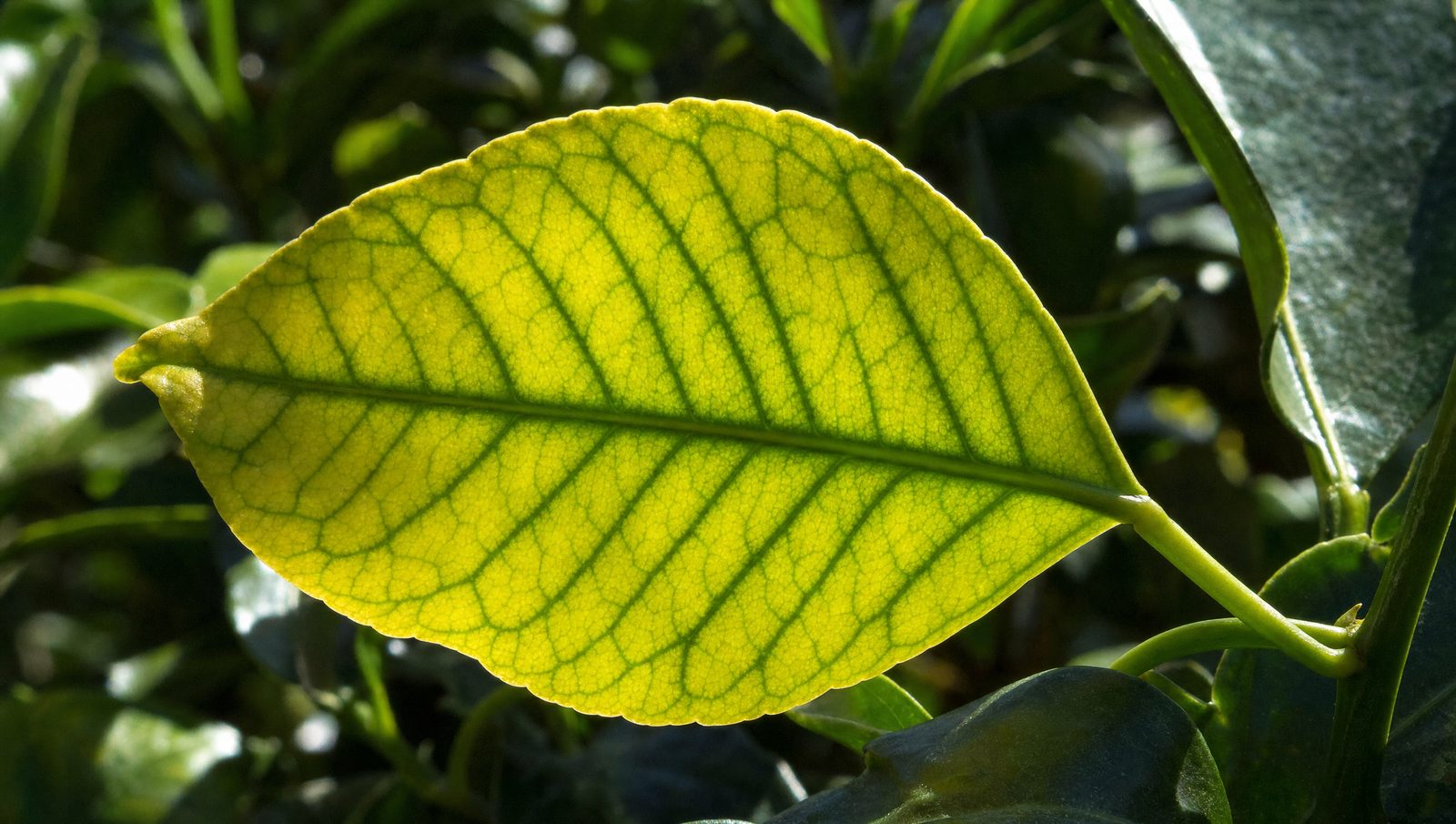 Citrus leaf with iron chlorosis — yellow leaf, green veins