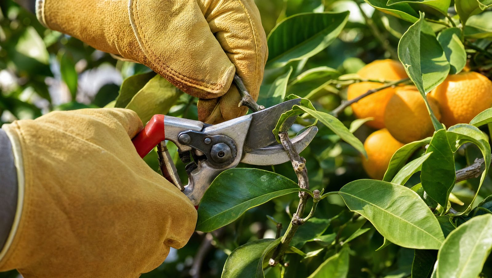 Clean pruning cut on a citrus branch