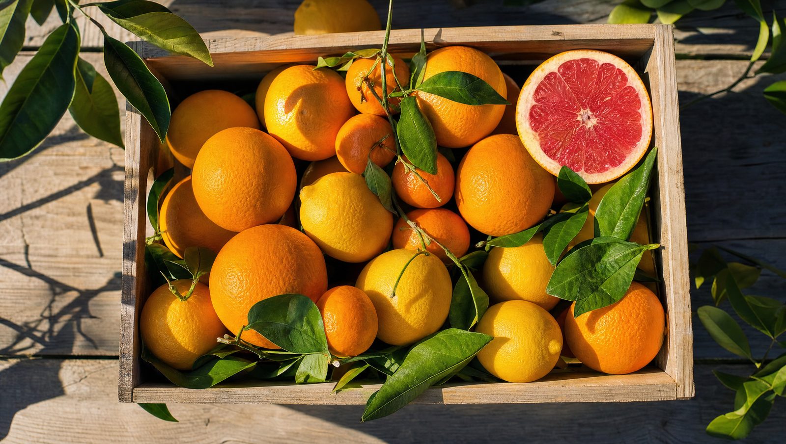Freshly picked Arizona oranges, lemons and grapefruit