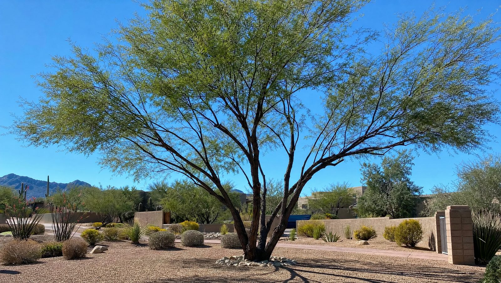 Healthy, well-thinned mesquite canopy after professional crown thinning