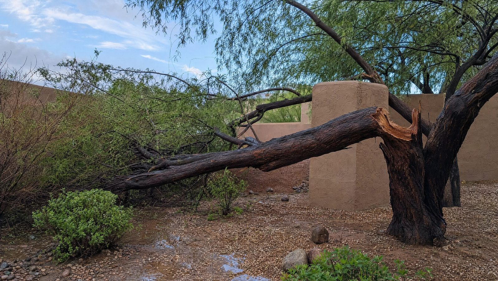 A large mesquite limb down across a Phoenix yard after a monsoon microburst