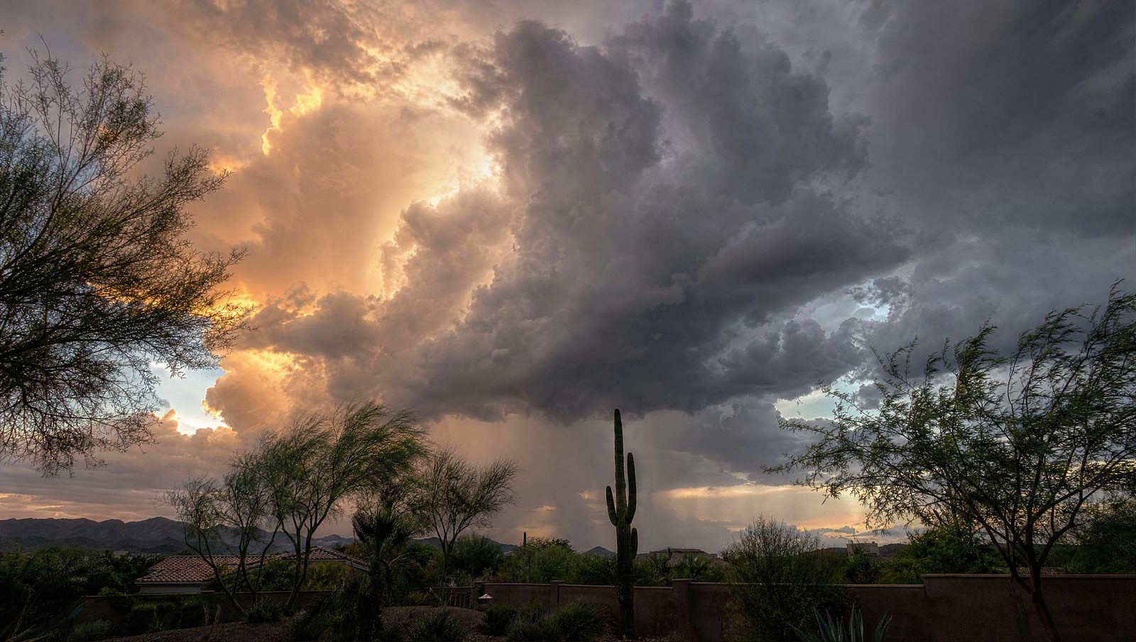 Monsoon season: is your tree a hazard?
