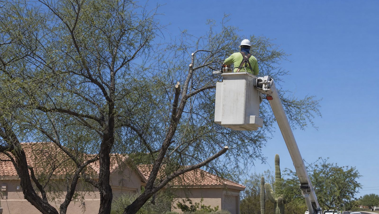 Arborist working from a lift, thinning the crown of a mature mesquite tree