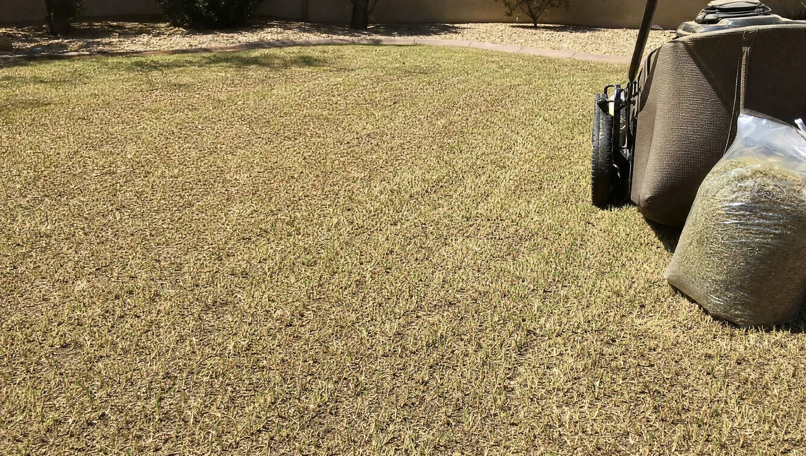 Bermuda lawn mowed low (scalped) before fall overseeding