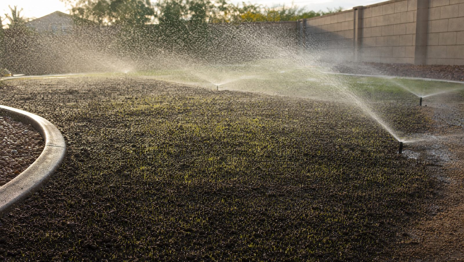 Sprinkler lightly watering a newly overseeded ryegrass seedbed