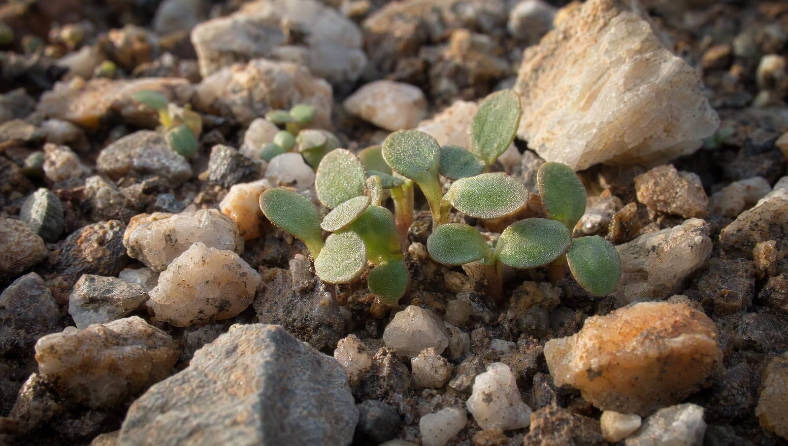 Winter annual weed seedlings germinating in decomposed granite