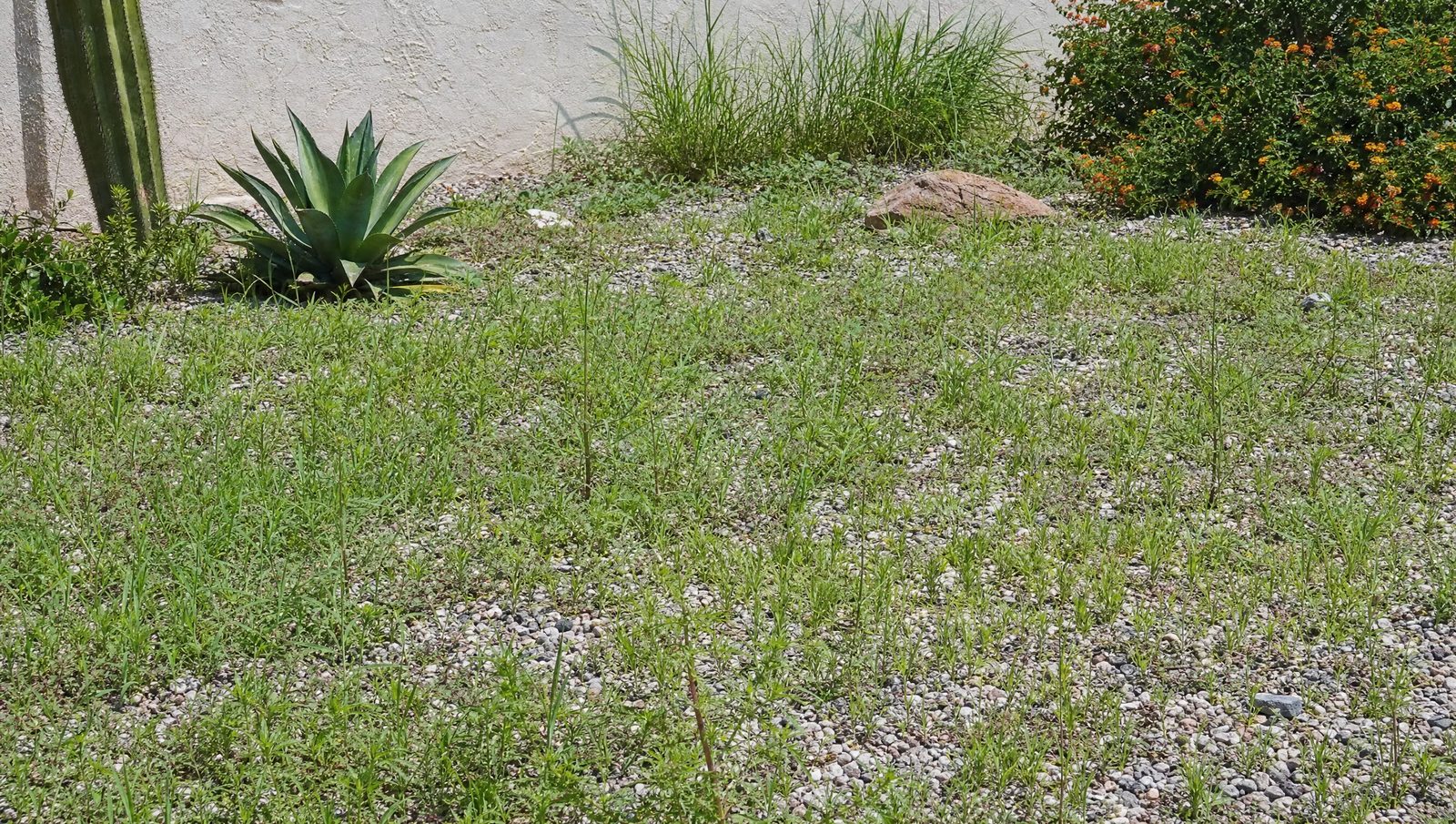 Gravel yard overrun with weeds after a monsoon storm