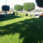 Lawn and Tree Care