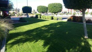 Lawn and Tree Care