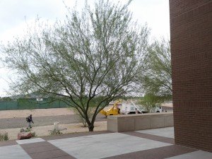 Commercial Tree Care Services