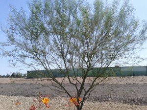 River Birch Trees Care Services