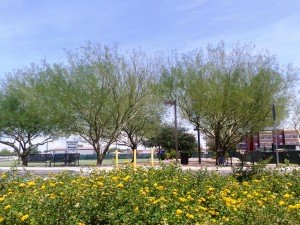 Willow Trees Care Services