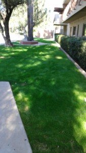 Grass Walkway Area