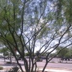 Trees Care Services