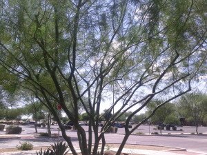 Trees Care Services