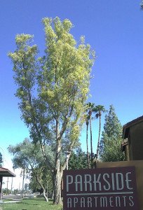 Plane Trees care Services