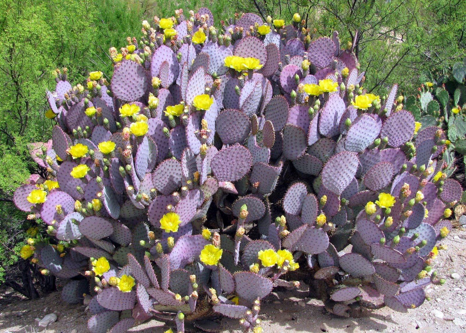 Purple Prickly Pear Cactus - Victors Landscaping