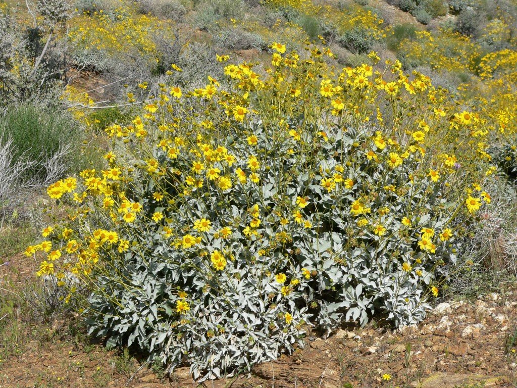 brittlebush-growing-wild