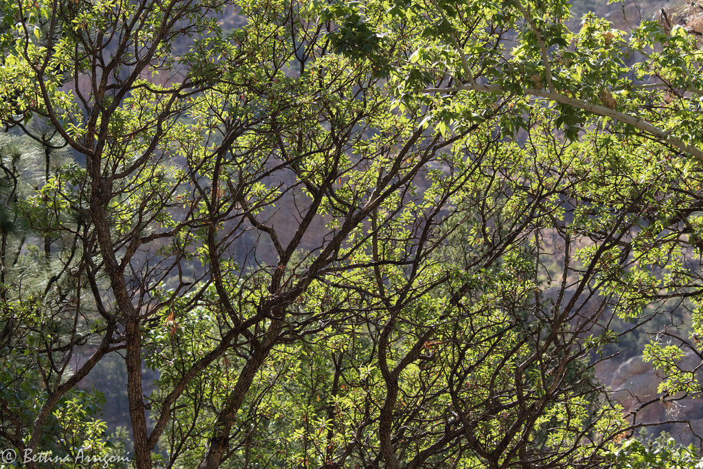 Commercial Tree Care
