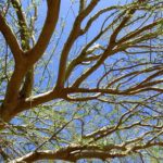 Tree Care Services