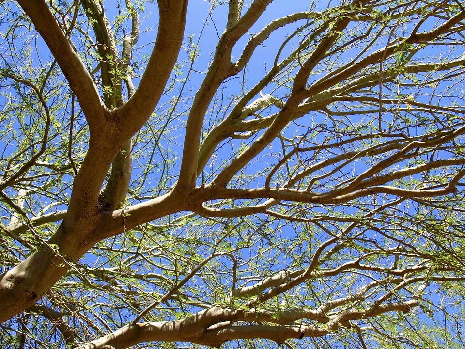 Tree Care Services