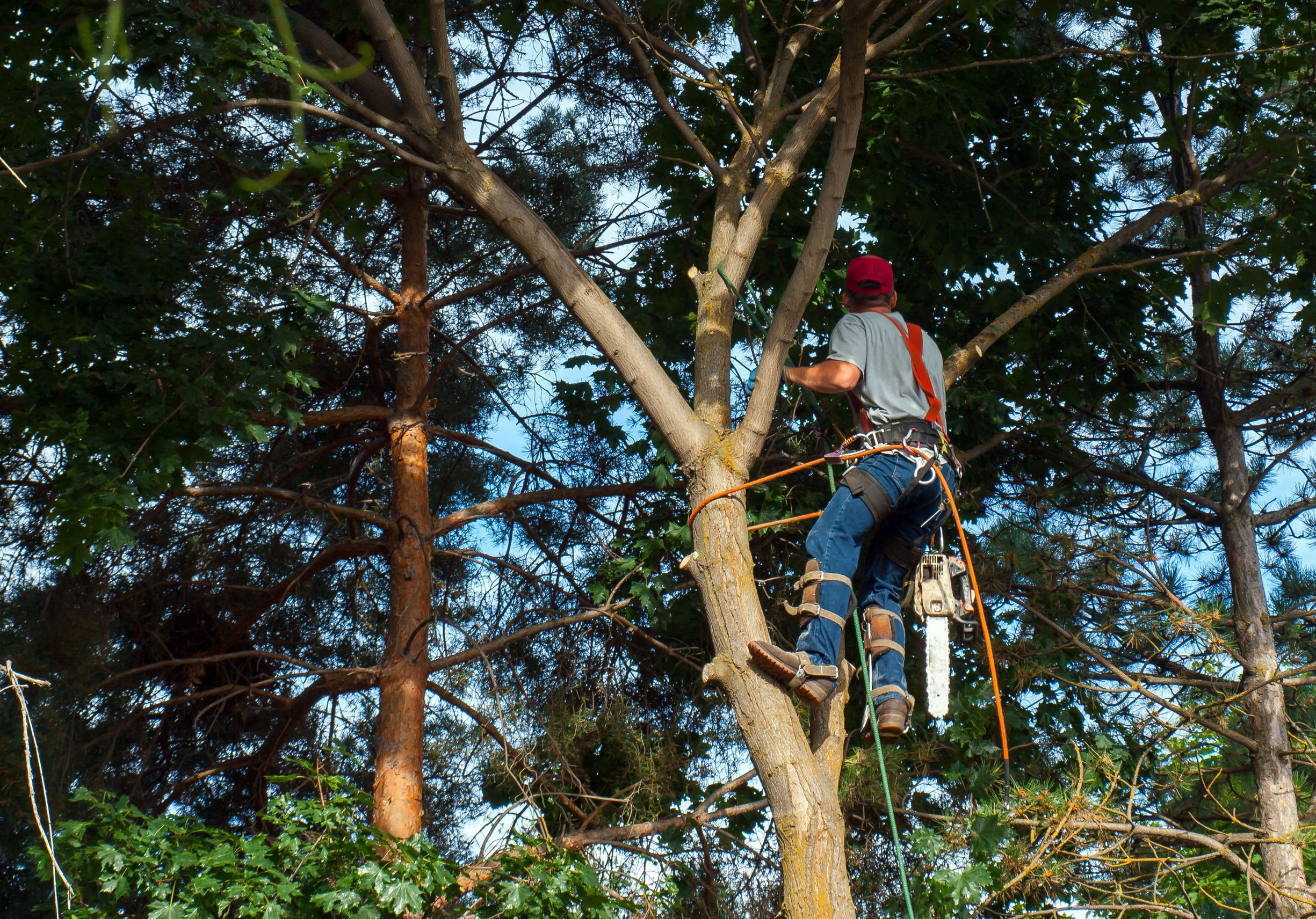 Commercial Landscaping Services