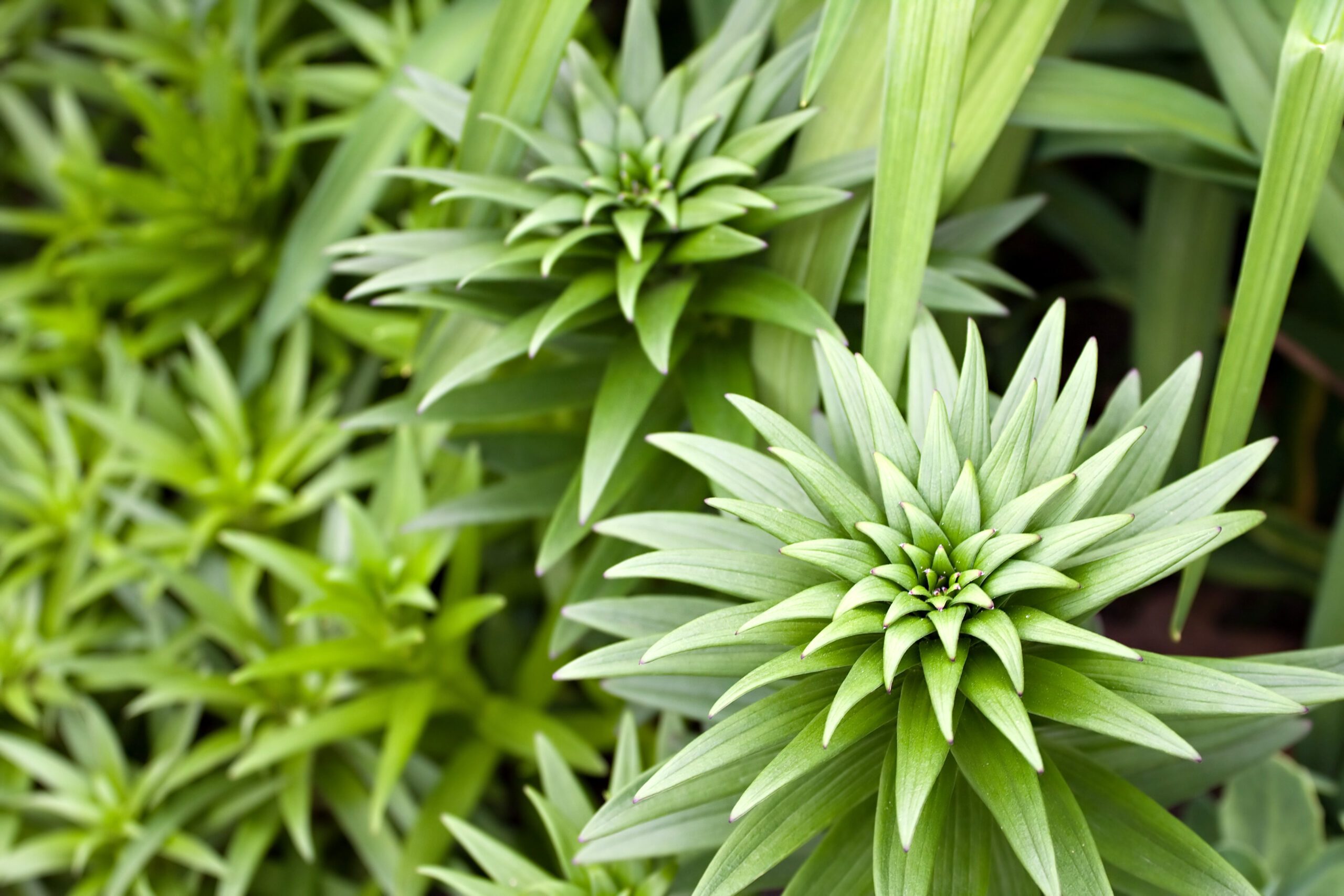 commercial landscapers
