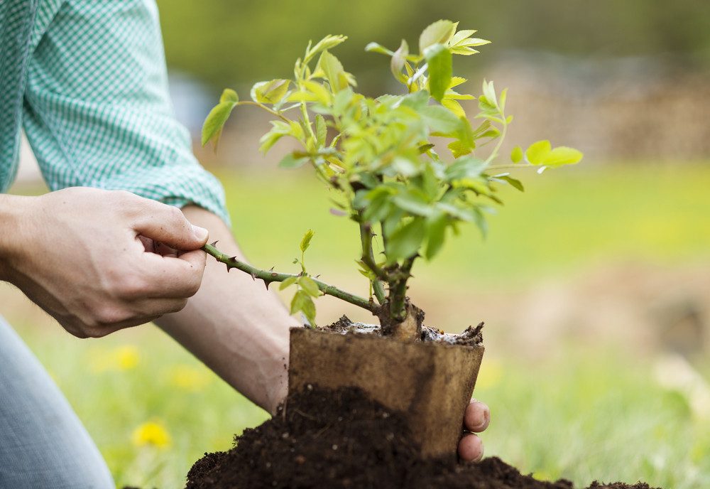 landscaping contractor