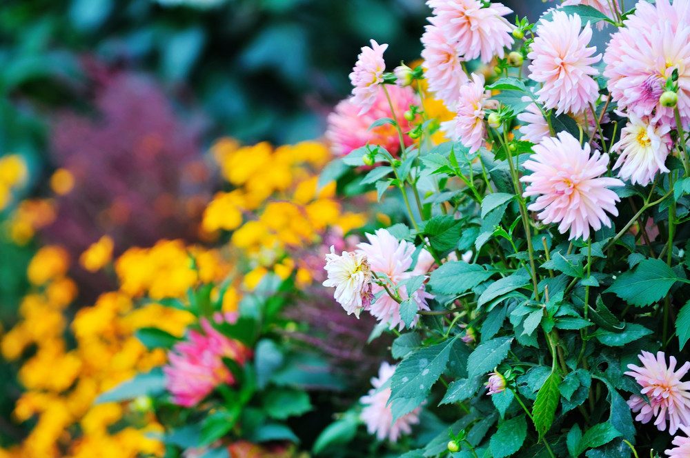 landscaping services