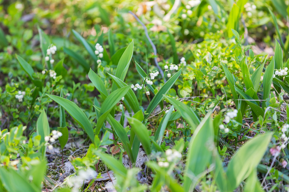 commercial landscaping