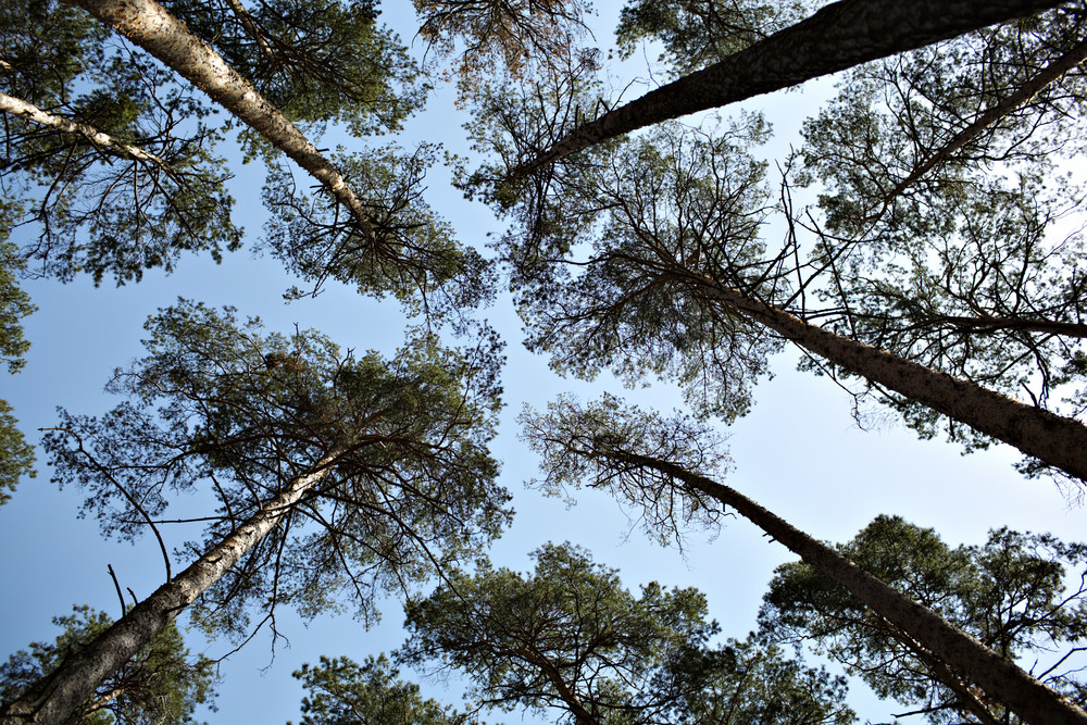 tree trimming